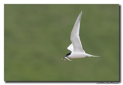 Grote Stern - Sandwich Tern