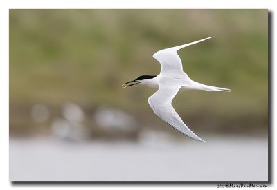 Grote Stern - Sandwich Tern