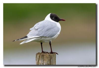 Kokmeeuw - Black-headed Gull
