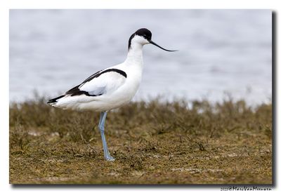 Kluut- Pied Avocet