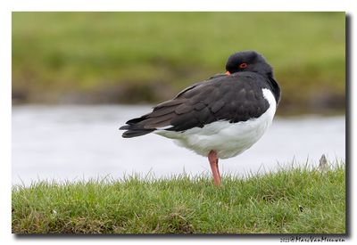 Scholekster - Oystercatcher