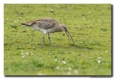 Wulp - Curlew