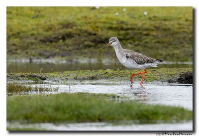 Zwarte Ruiter - Spotted Redshank