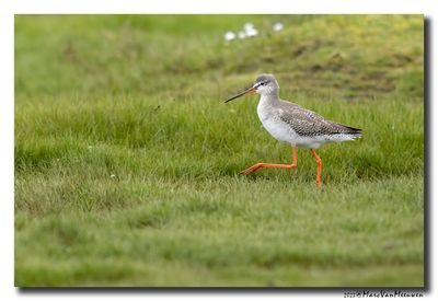 Zwarte Ruiter - Spotted Redshank