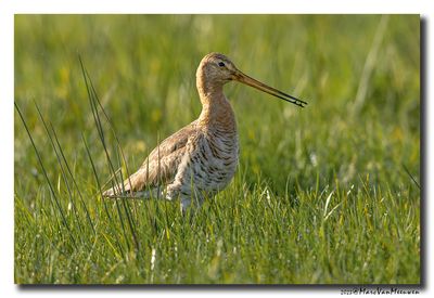 Grutto - Black-tailed Godwit