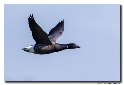 Rotgans - Dark-bellied Brent Goose