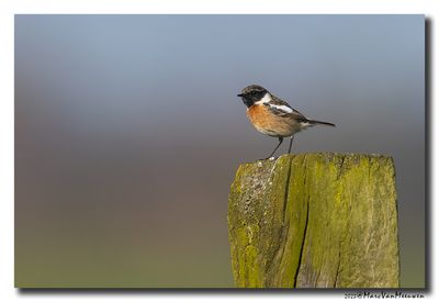 Roodborsttapuit - Stonechat