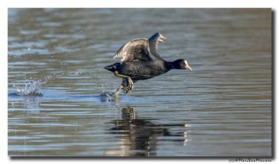 Meerkoet - Coot