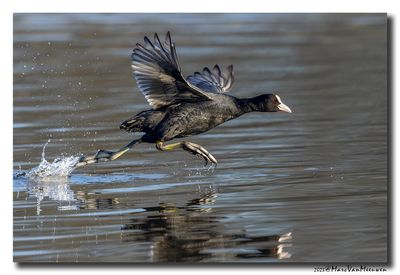 Meerkoet - Coot