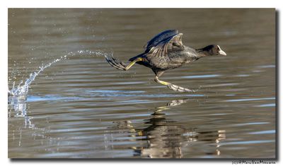 Meerkoet - Coot