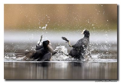 Meerkoet - Coot