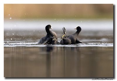 Meerkoet - Coot