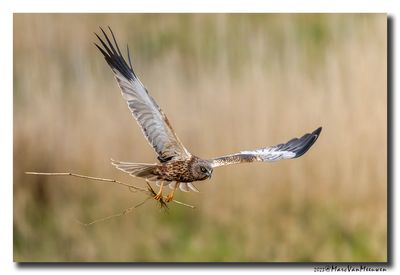Bruine Kiekendief - Marsh Harrier