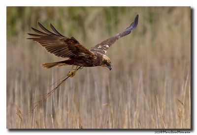 Bruine Kiekendief - Marsh Harrier
