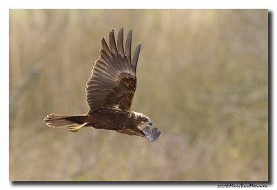 Bruine Kiekendief - Marsh Harrier