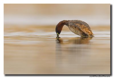 Dodaars - Little Grebe