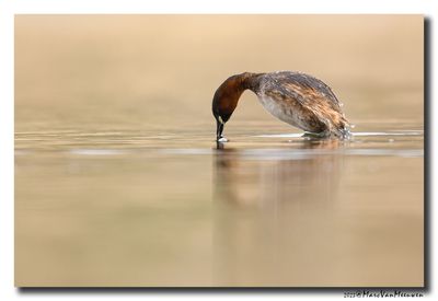 Dodaars - Little Grebe
