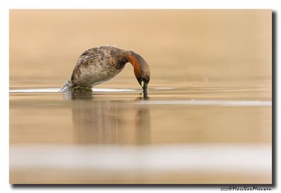 Dodaars - Little Grebe