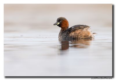Dodaars - Little Grebe