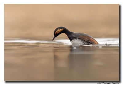 Geoorde Fuut - Black-necked Grebe