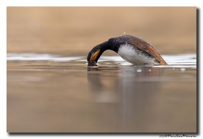 Geoorde Fuut - Black-necked Grebe