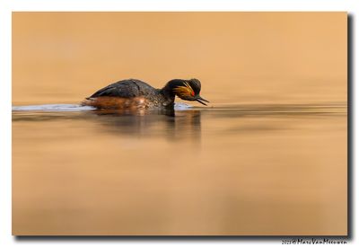 Geoorde Fuut - Black-necked Grebe