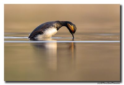 Geoorde Fuut - Black-necked Grebe