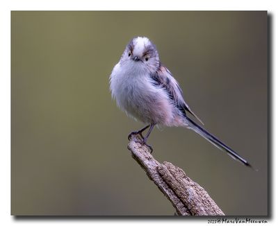 Staartmees - Long-tailed Tit