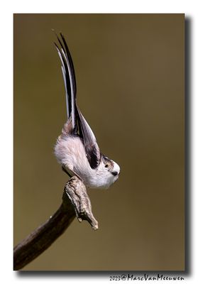 Staartmees - Long-tailed Tit