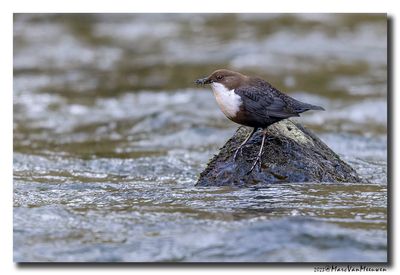 Waterspreeuw - White-throated Dipper