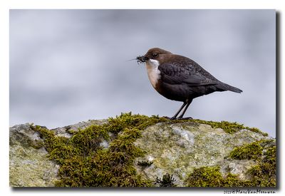 Waterspreeuw - White-throated Dipper
