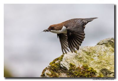 Waterspreeuw - White-throated Dipper