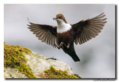 Waterspreeuw - White-throated Dipper