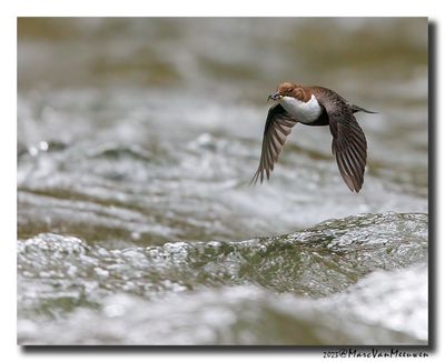 Waterspreeuw - White-throated Dipper