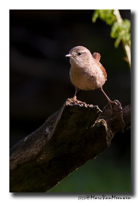 Winterkoning - Eurasian Wren