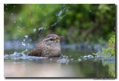 Winterkoning - Eurasian Wren