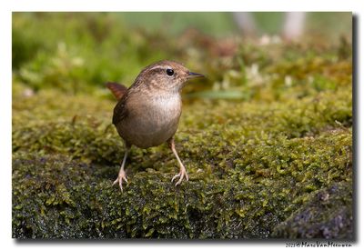 Winterkoning - Eurasian Wren
