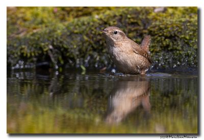 Winterkoning - Eurasian Wren