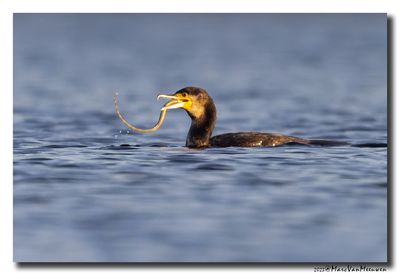Aalscholver - Great Cormorant