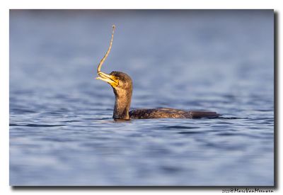 Aalscholver - Great Cormorant