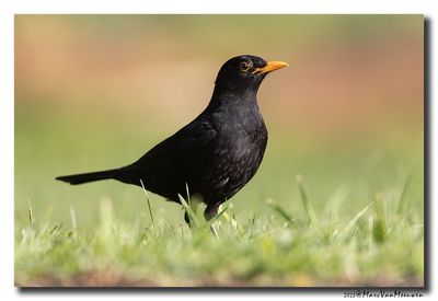 Merel - Blackbird