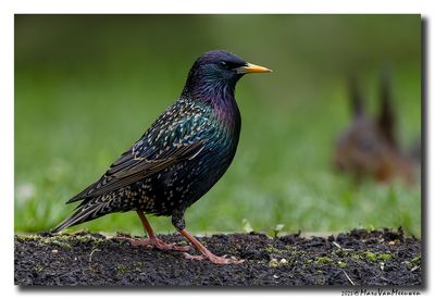 Spreeuw - Starling