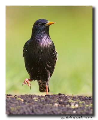 Spreeuw - Starling