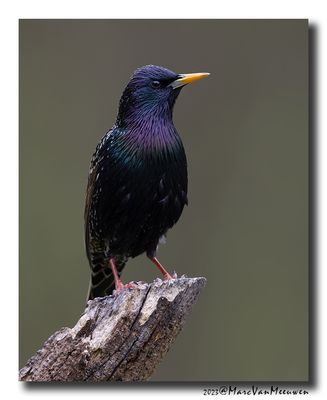Spreeuw - Starling