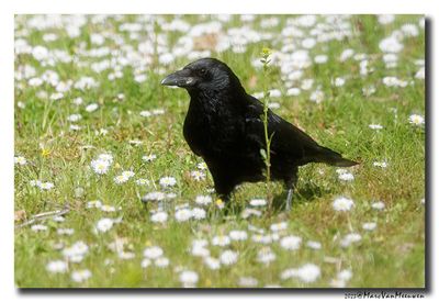 Zwarte Kraai - Carrion Crow