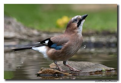 Gaai - Jay