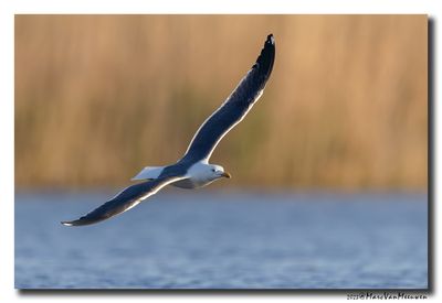 Kleine Mantelmeeuw - Lesser Black-backed Gull