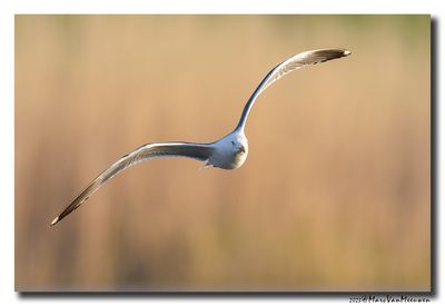 Kleine Mantelmeeuw - Lesser Black-backed Gull