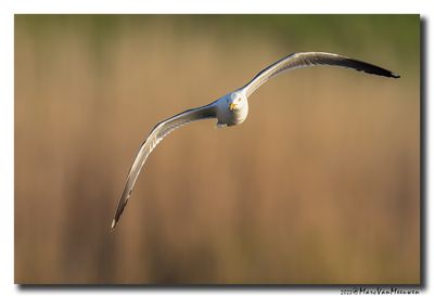 Kleine Mantelmeeuw - Lesser Black-backed Gull