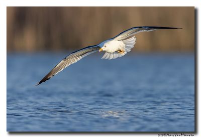 Kleine Mantelmeeuw - Lesser Black-backed Gull